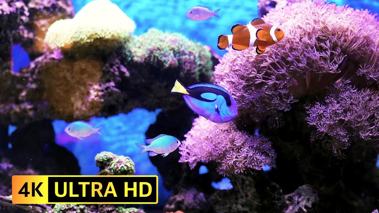 🐠 Dive into Serenity: 4K Aquarium Experience with Soothing Piano Music for Relaxation 🎵