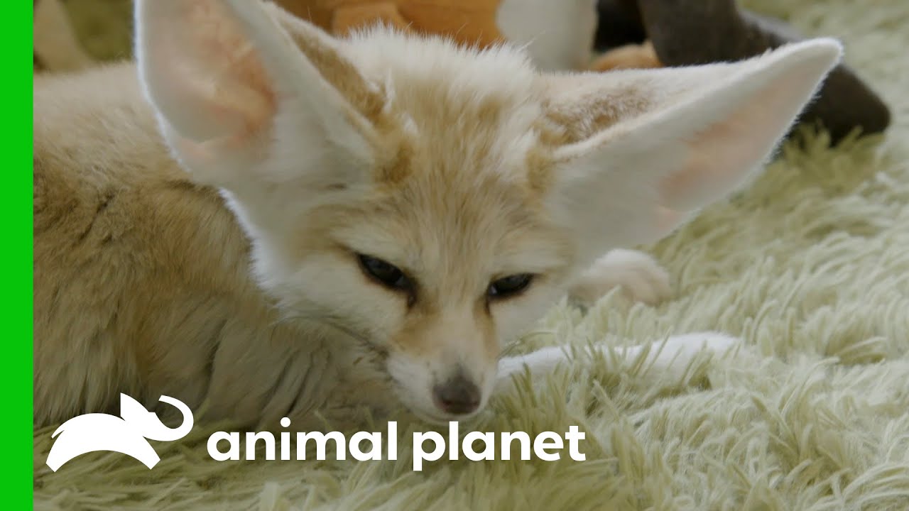 Endor the Fennec Fox Has an Enlarged Heart | The Zoo
