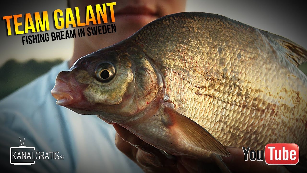 Bream Fishing in Sweden | Team Galant (English Subtitles)