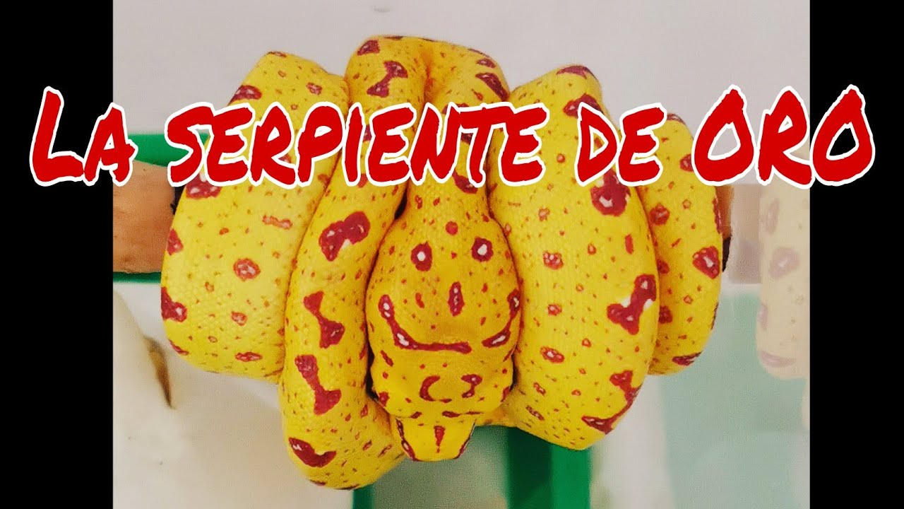 Green tree Python, ECLOSIÓN DE HUEVOS de morelia viridis, LA SERPIENTE DE ORO!!!