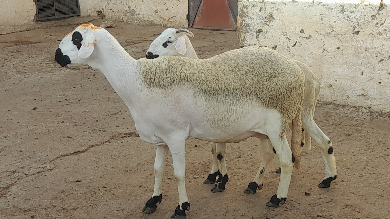 سلام عليكم كين 10نعاج ملاح طوب💯 الهاتف 0667459857بتاريخ15.10.2023الله سخر❤