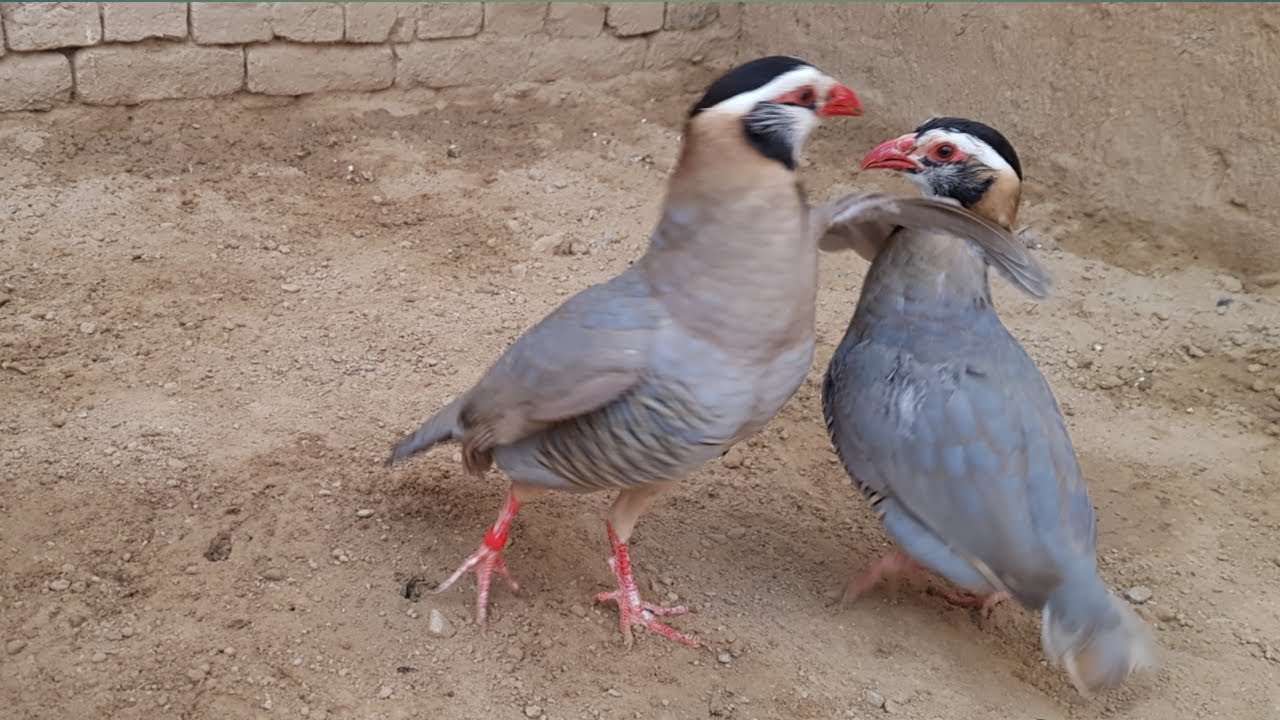 Pure chakor ka kasau