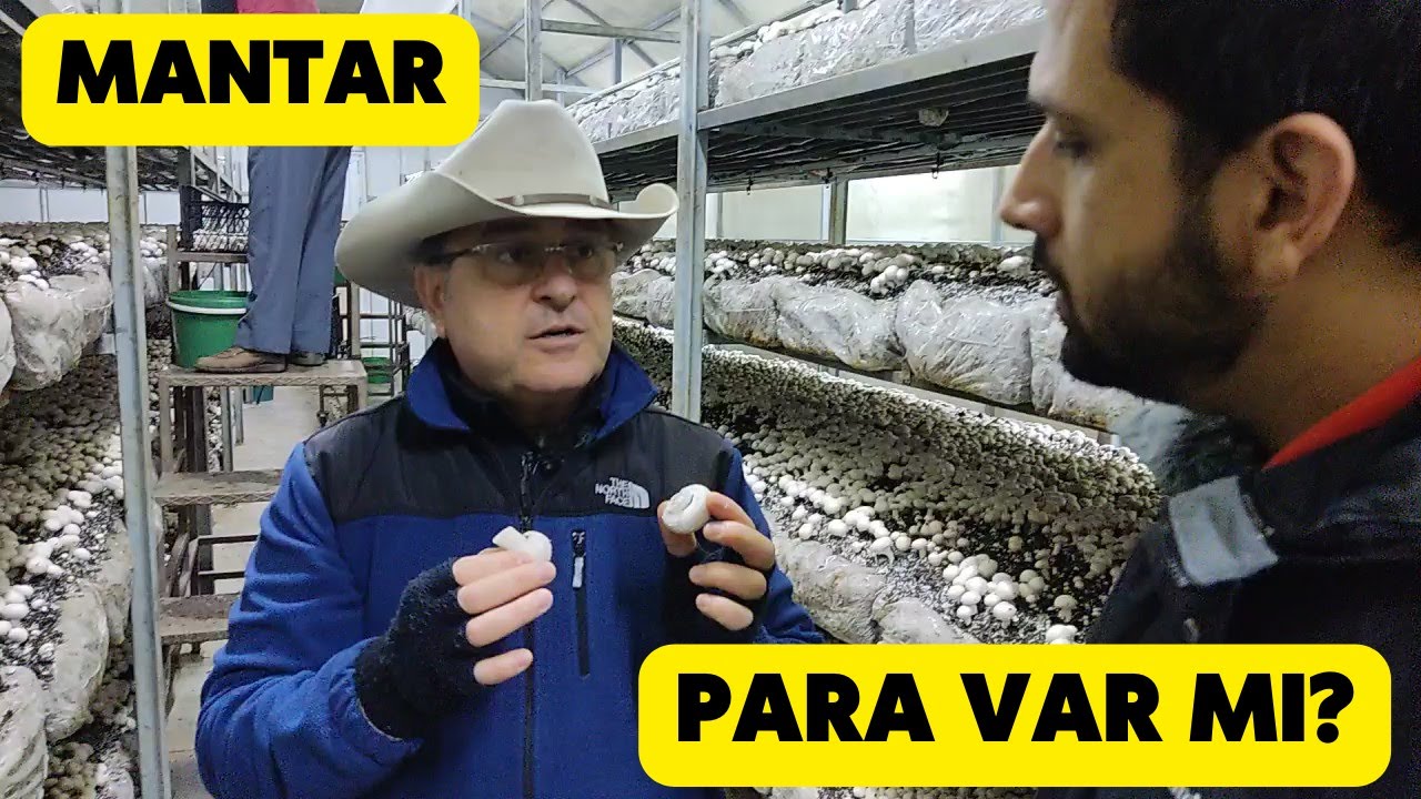 MANTARDA PARA VAR MI? (Mantar Çiftliğini İnceledik)