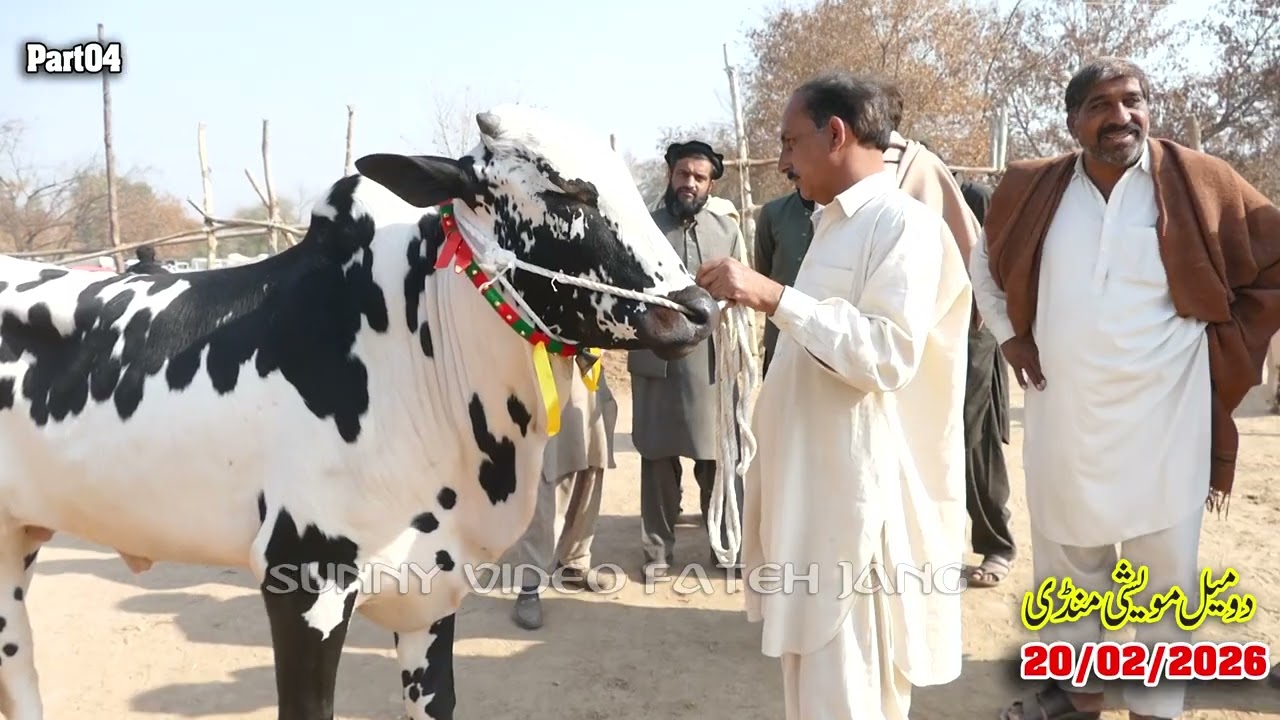 Today Domail Mandi Fatehjang Rate’s update20/Feb2026-Part04Sunny Video Fateh Jang Cow Mandi 2026