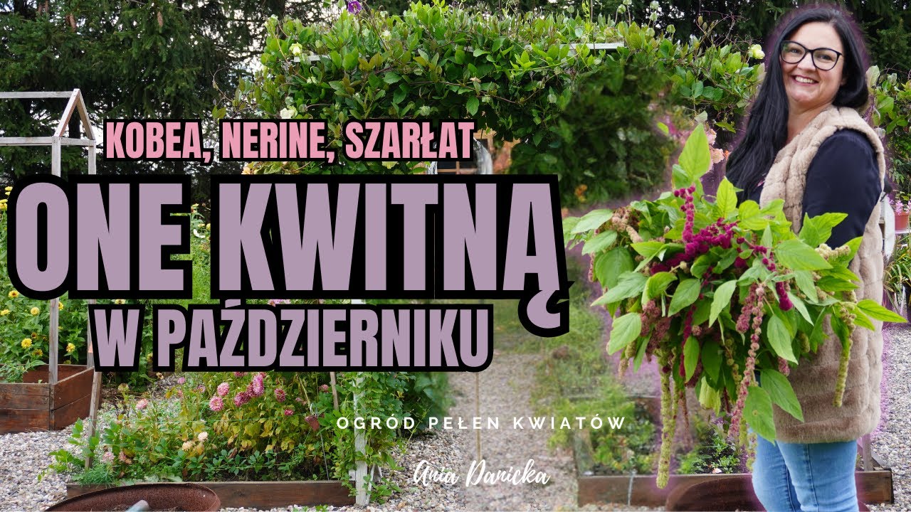 3 rośliny, które kwitną w moim ogrodzie w październiku. Kobea, Nerine i amarantusy.
