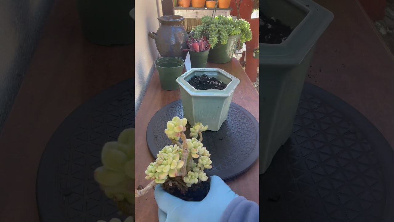 Succulent Tip:Repotting Sedum Clavatum 🪴 #succulent #plants #shorts