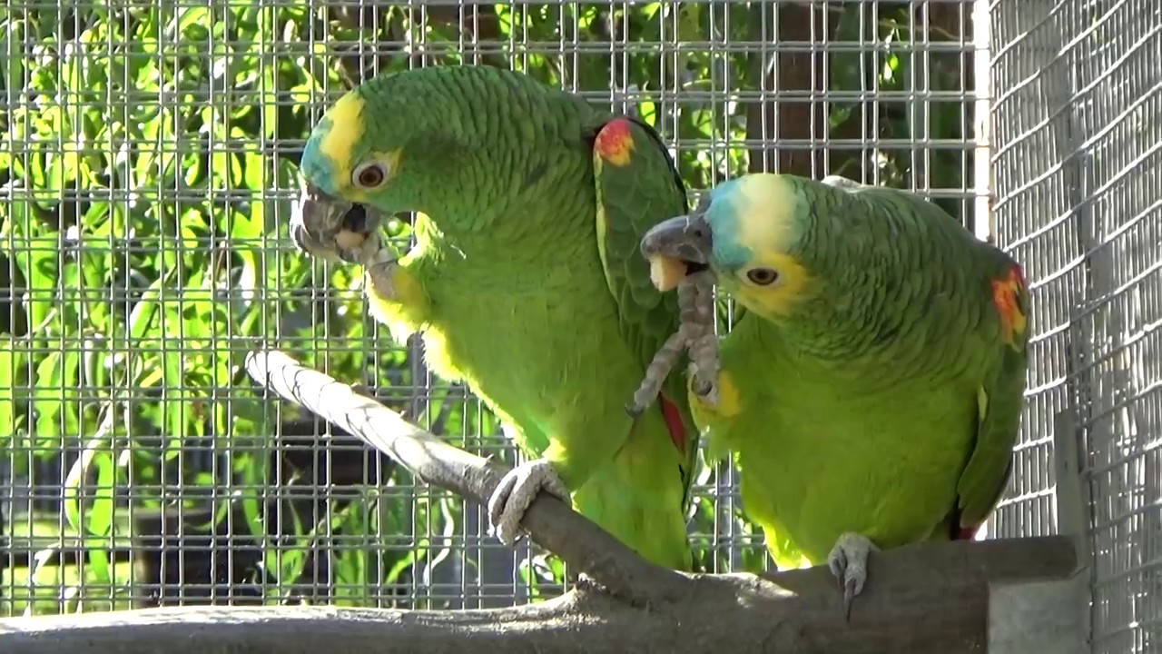 Amazoňan modročelý (Amazona aestiva) a piškotky...