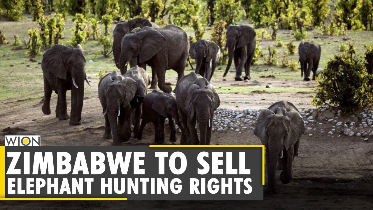 Zimbabwe to sell elephant hunting rights for endangered elephants | Latest English News | World News