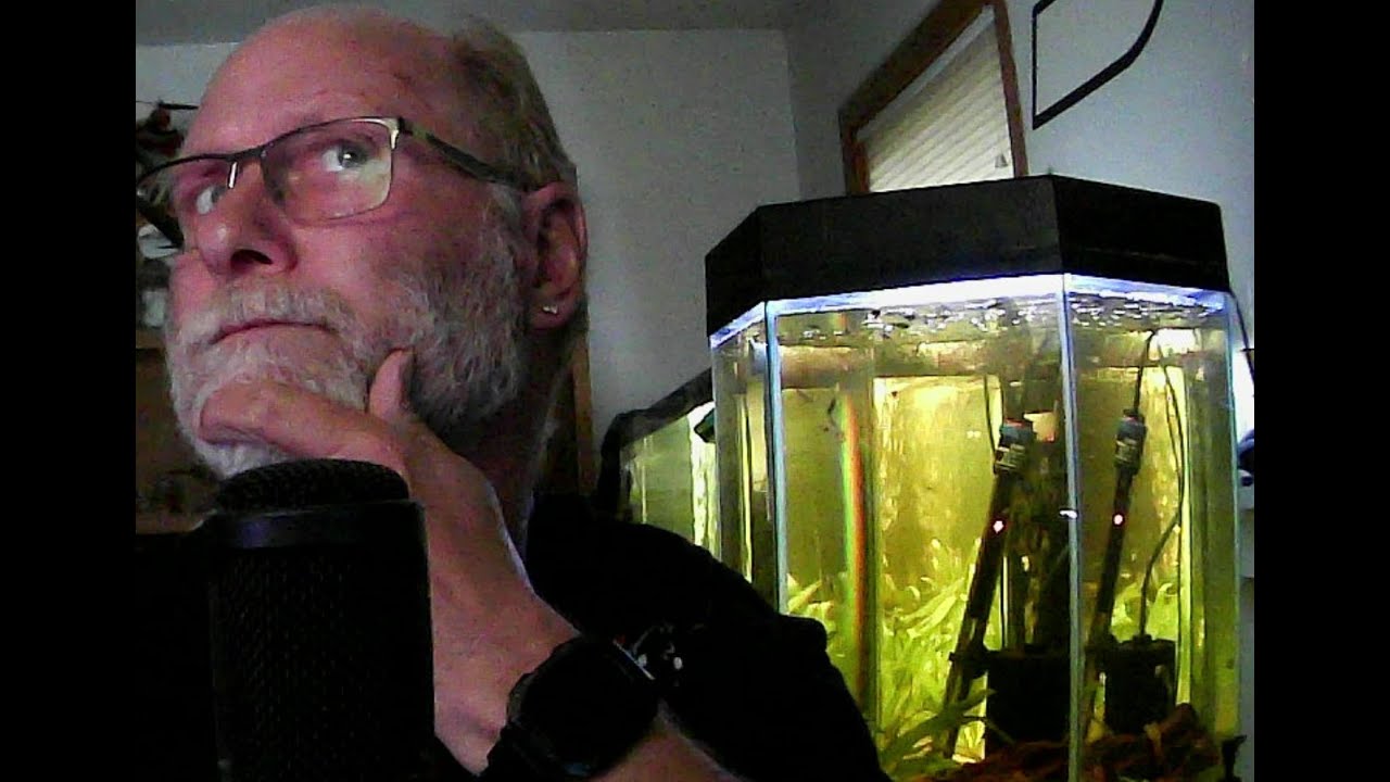 MyFishTanksAQuatics: Weekly Fish Chat and Hang Out