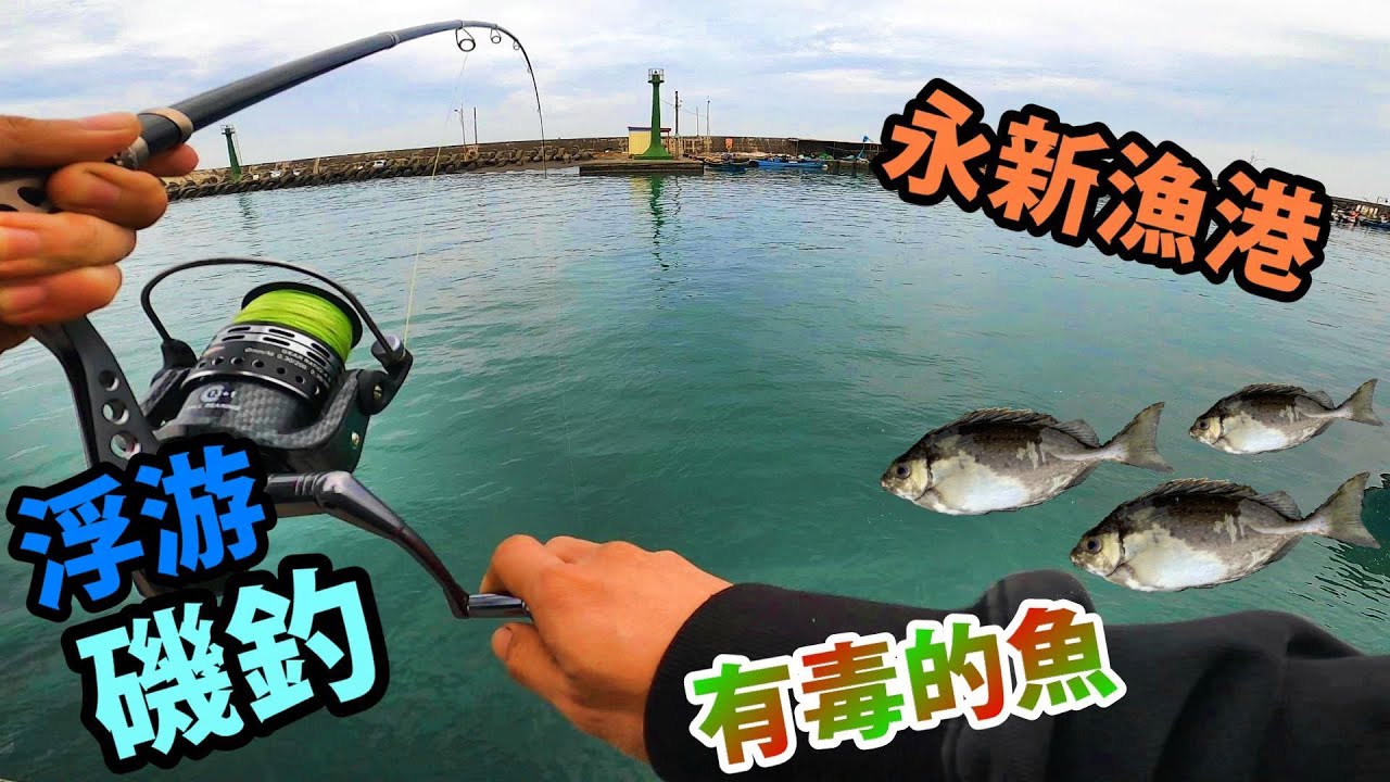 永新漁港釣遊(浮游磯釣)第十二集/ VS有毒的魚#永新漁港#磯釣#臭肚