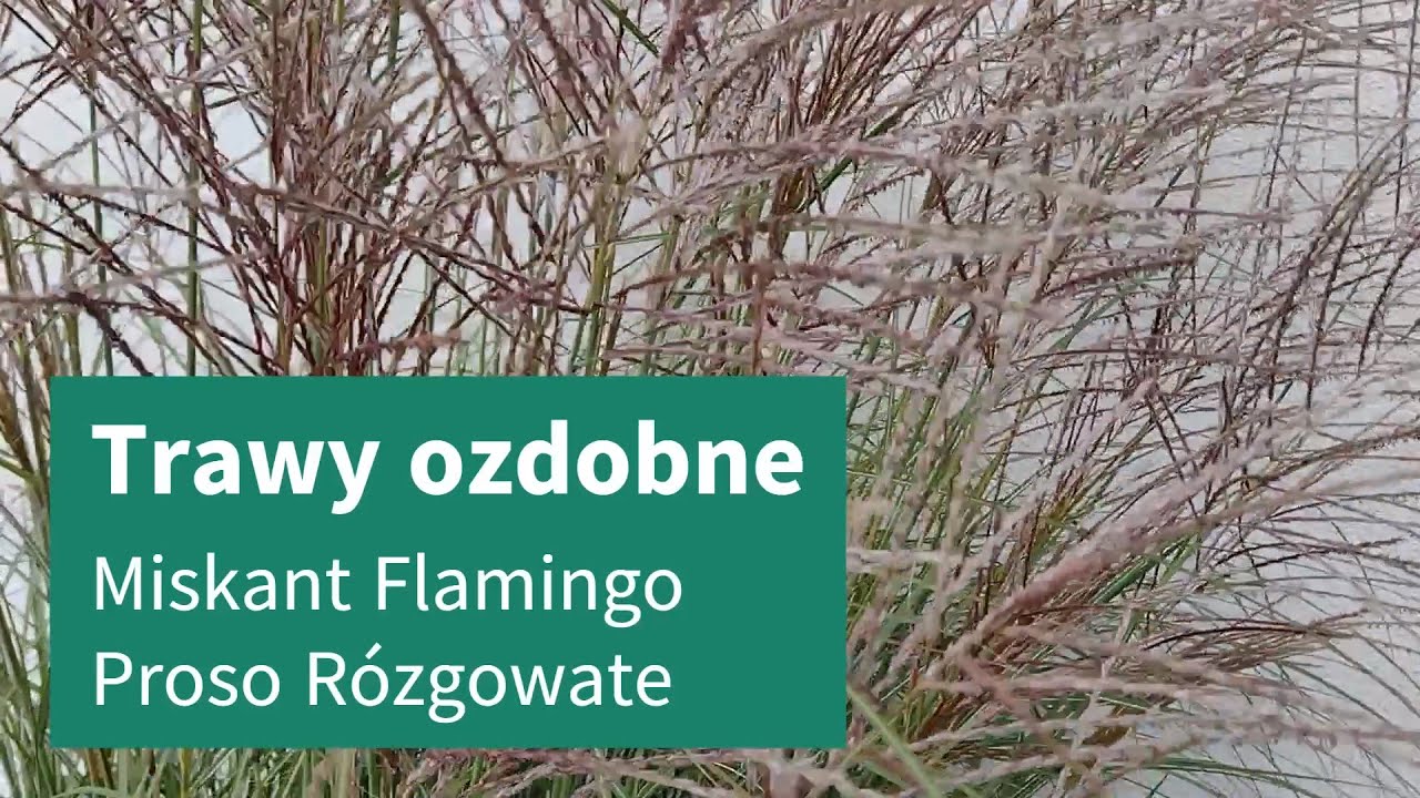 Trawy Miskant Flamingo i Proso Rózgowate