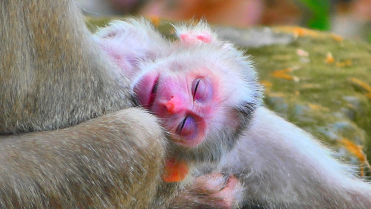 Adorable newborn baby sleeping very well in mother's arms after full feeding.