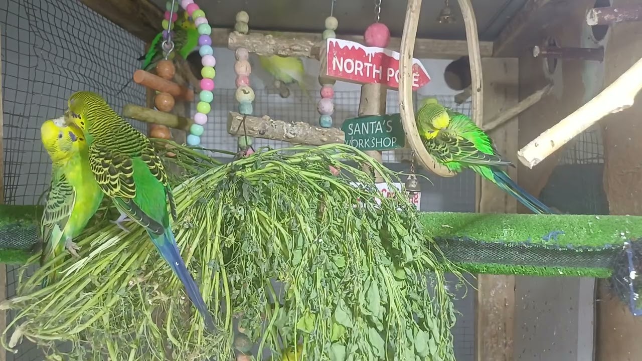 10 Facts About Parrots You Didn’t Know!