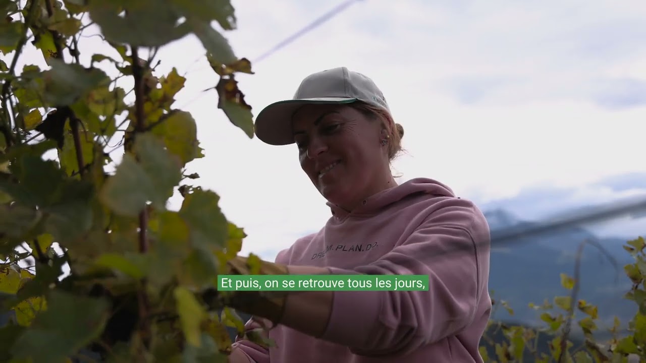 Les vendanges 2024
