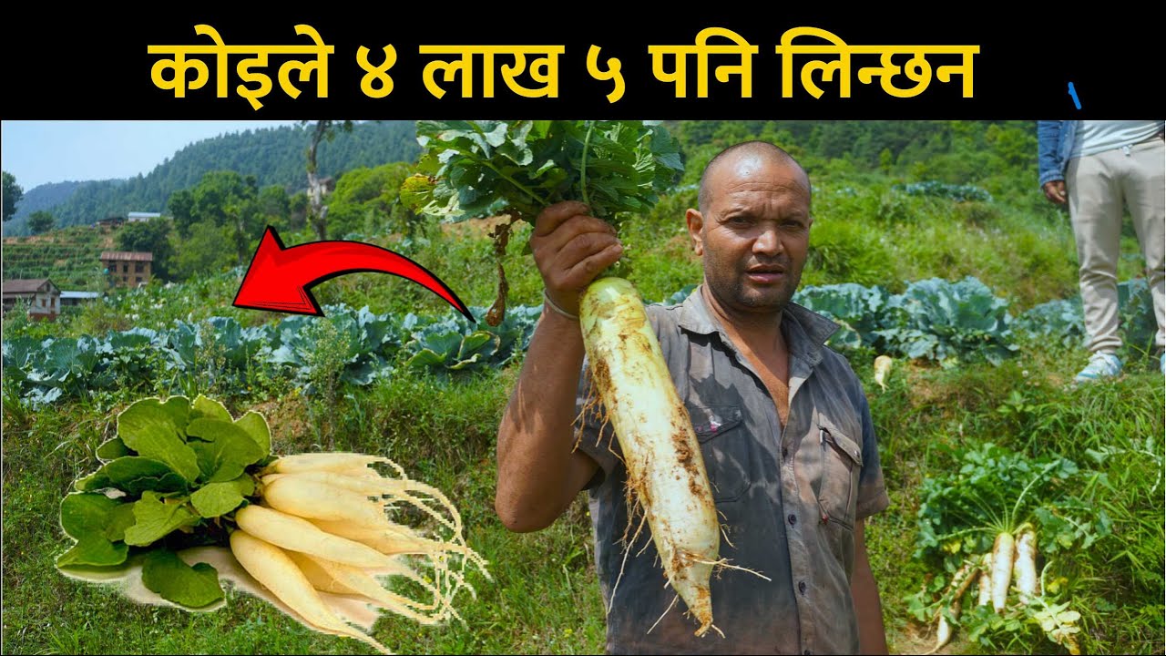 कोहिले ४,५ लाख पनि लिनछन कोहिले - Radish farming in Nepal - Mula kheti in Nepal #farming #radish