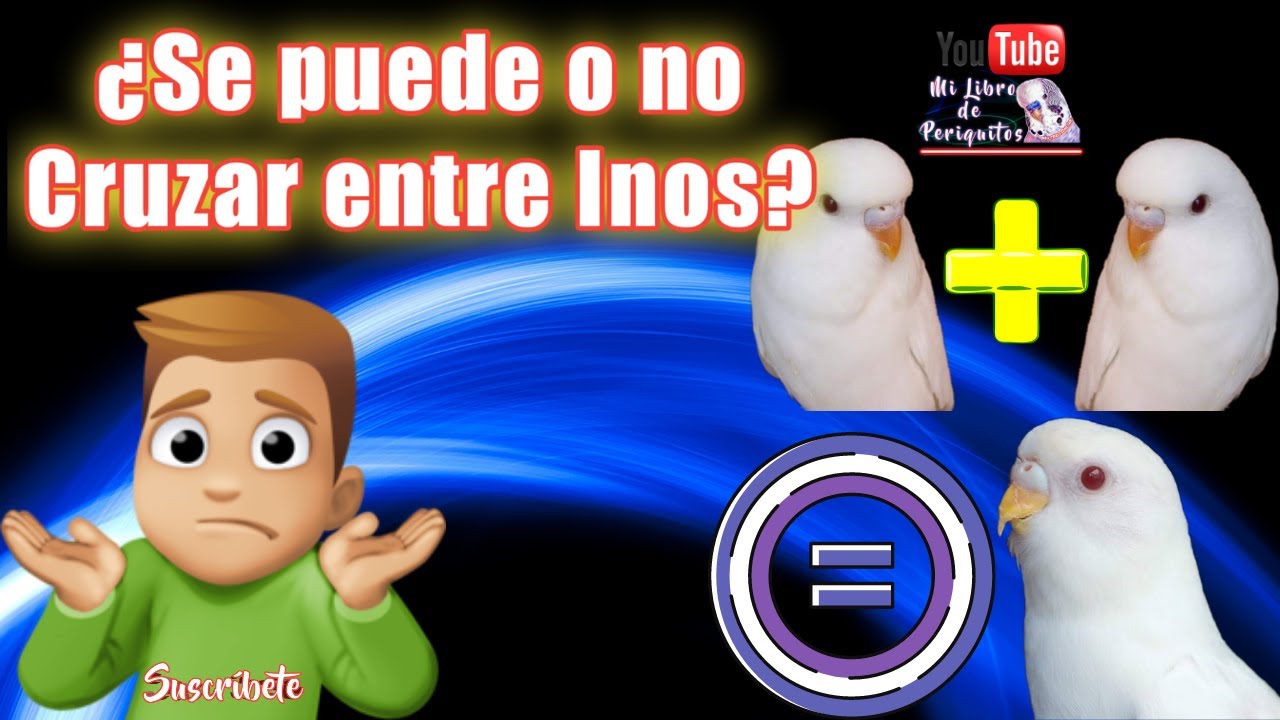 Periquitos Albinos ¿Se Puede Cruzar una Pareja de Inos? 🤔