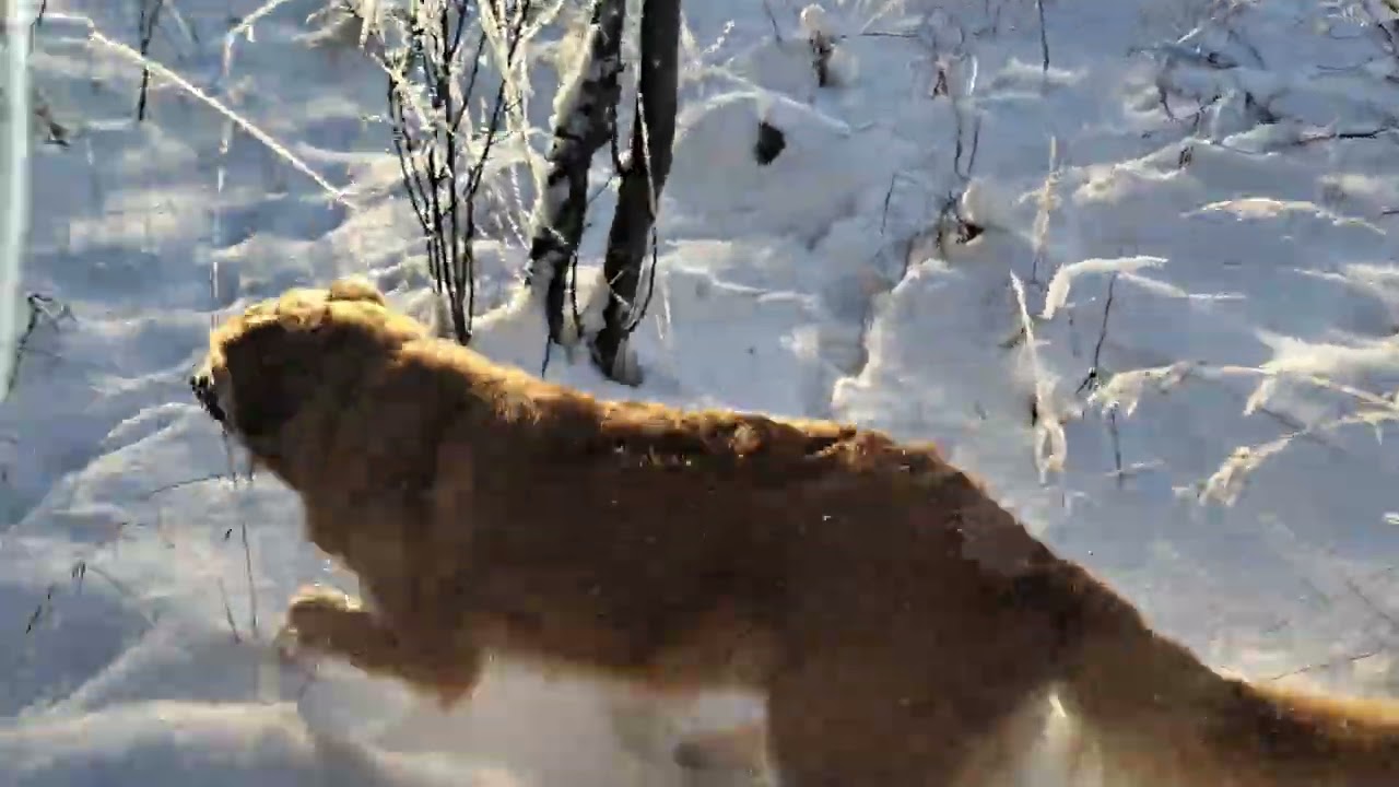 Альма и зимний лес