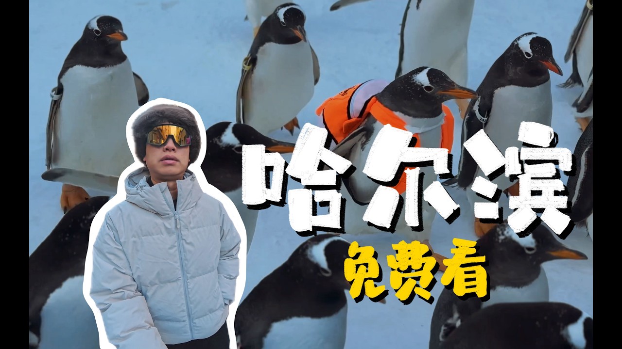 【哈尔滨vlog】EP.2｜哈尔滨有免费企鹅看？｜全球规模最大｜首创白鲸水下表演【海洋之心】｜Harbin don’t miss this FREE penguin parade