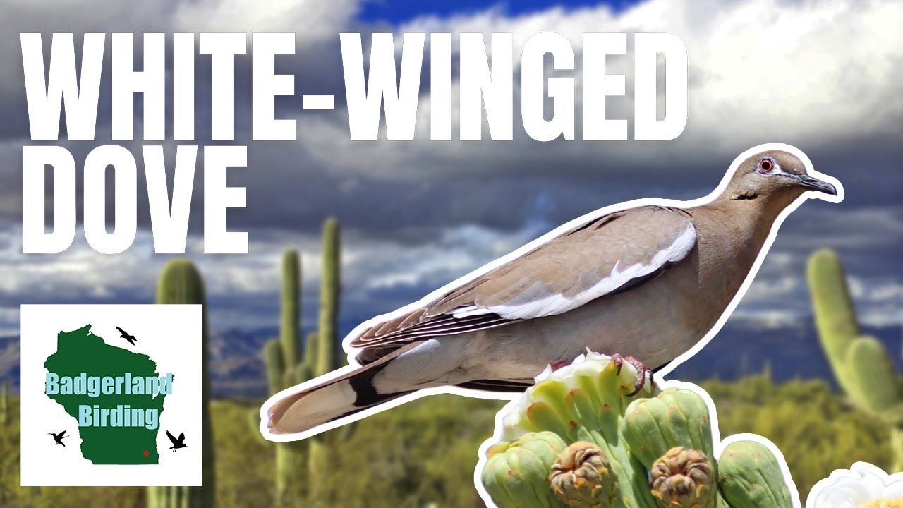 White-Winged Dove Species Spotlight: Facts, Sounds, and Fascinating Insights