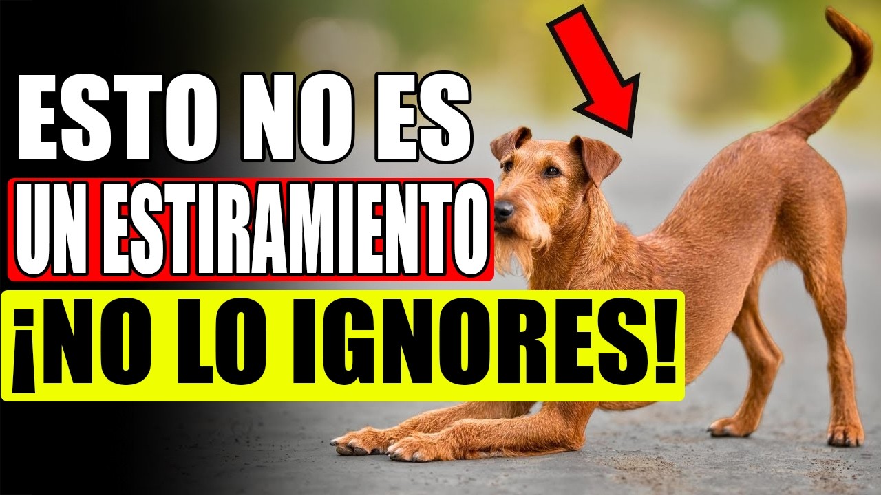 ¿Tu PERRO se ESTIRA cuando te VE? – ¡Esto es lo que está tratando de decirte!