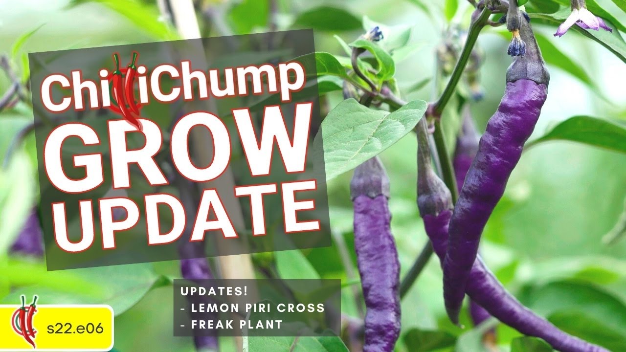 Lemon Piri Cross update..and much more! Chilli Grow Update! (2022e06)
