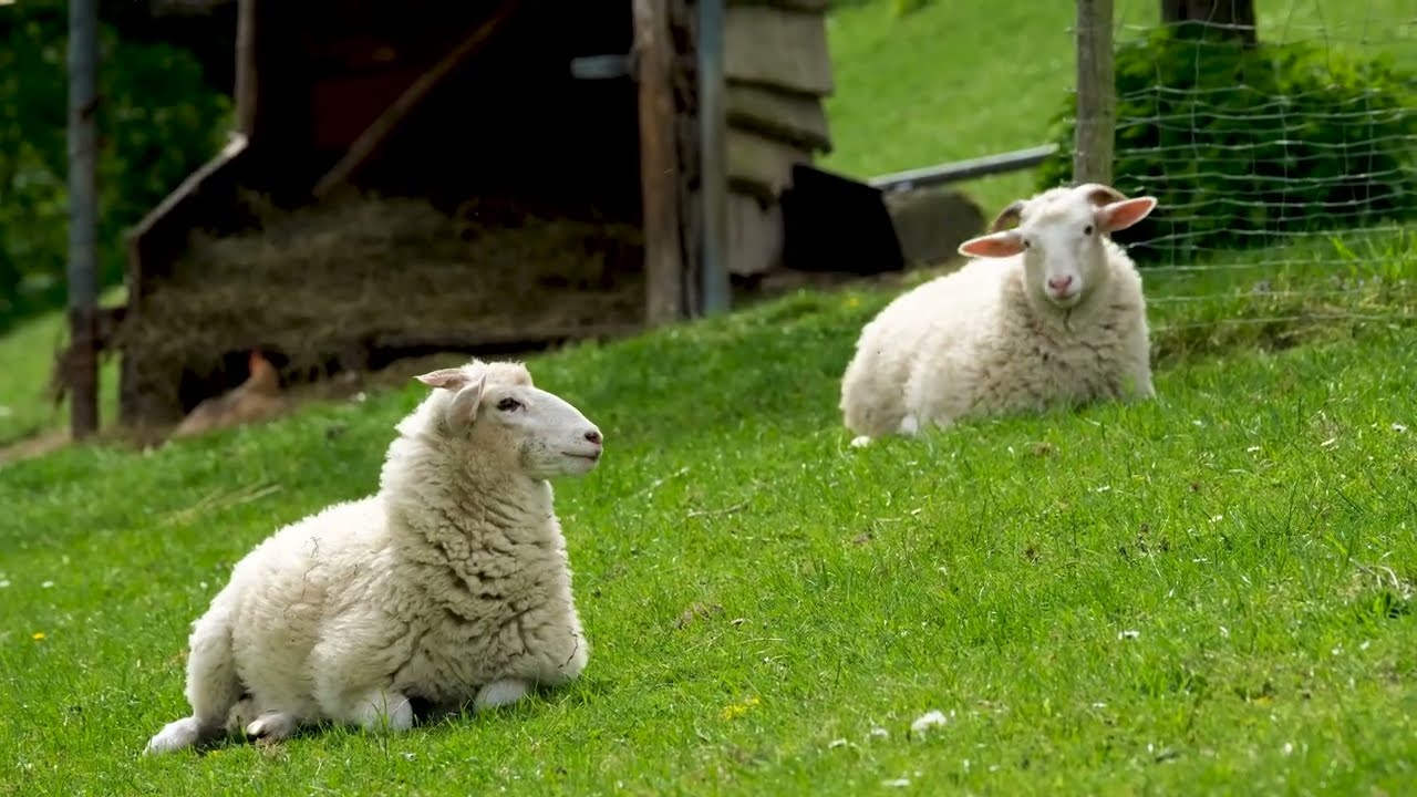 ♪ Bach - Sheep may safely graze (trio) (1713)