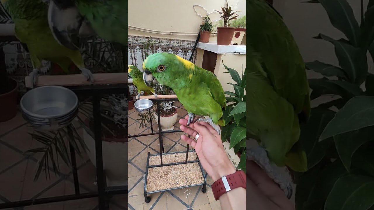 الفرق بين ببغاء الأمازوني درجة 1 في الكلام يلوناب والأمازوني درجة 3 في الكلام جبهة زرقاء بلوفرنتد