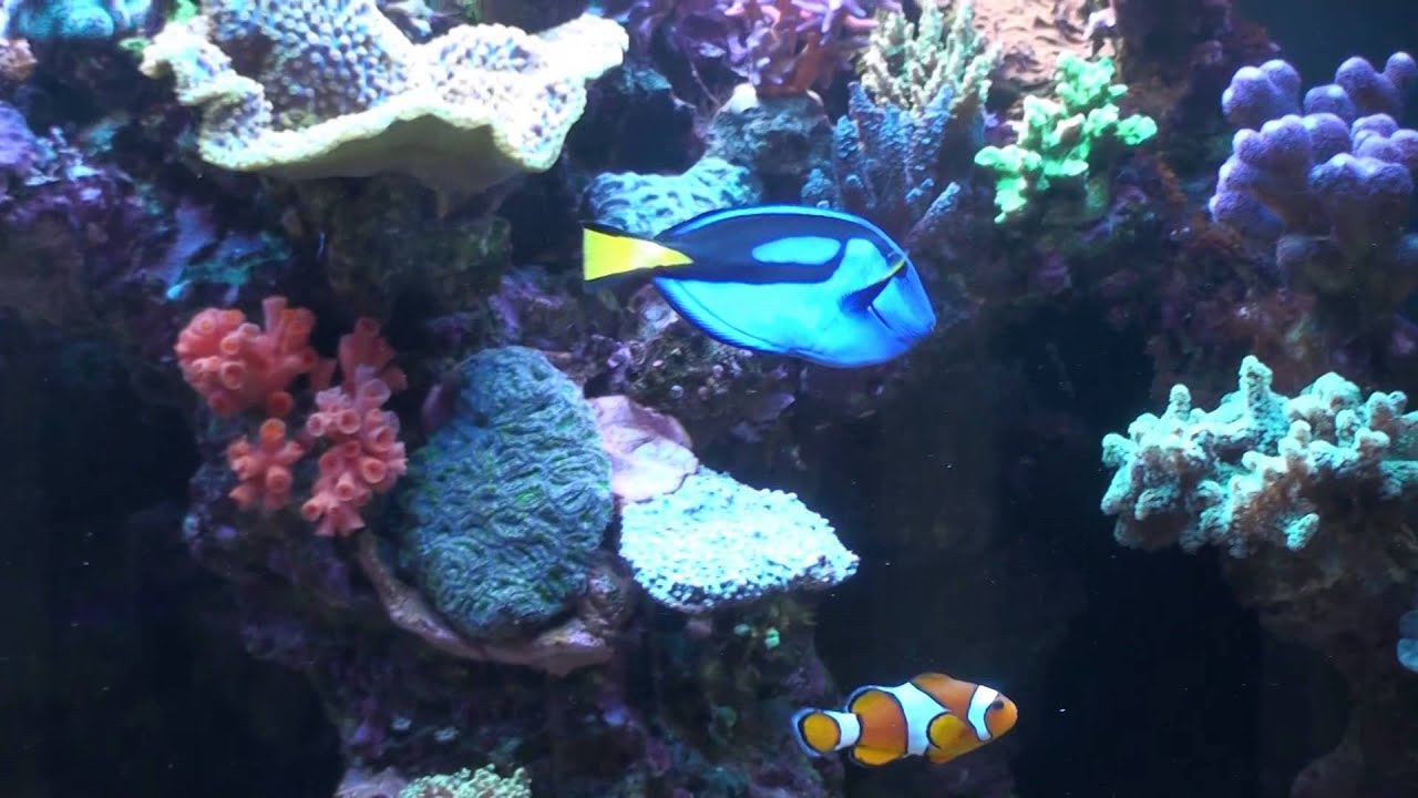 SPS Reef tank Nino Mulder 90 gallon
