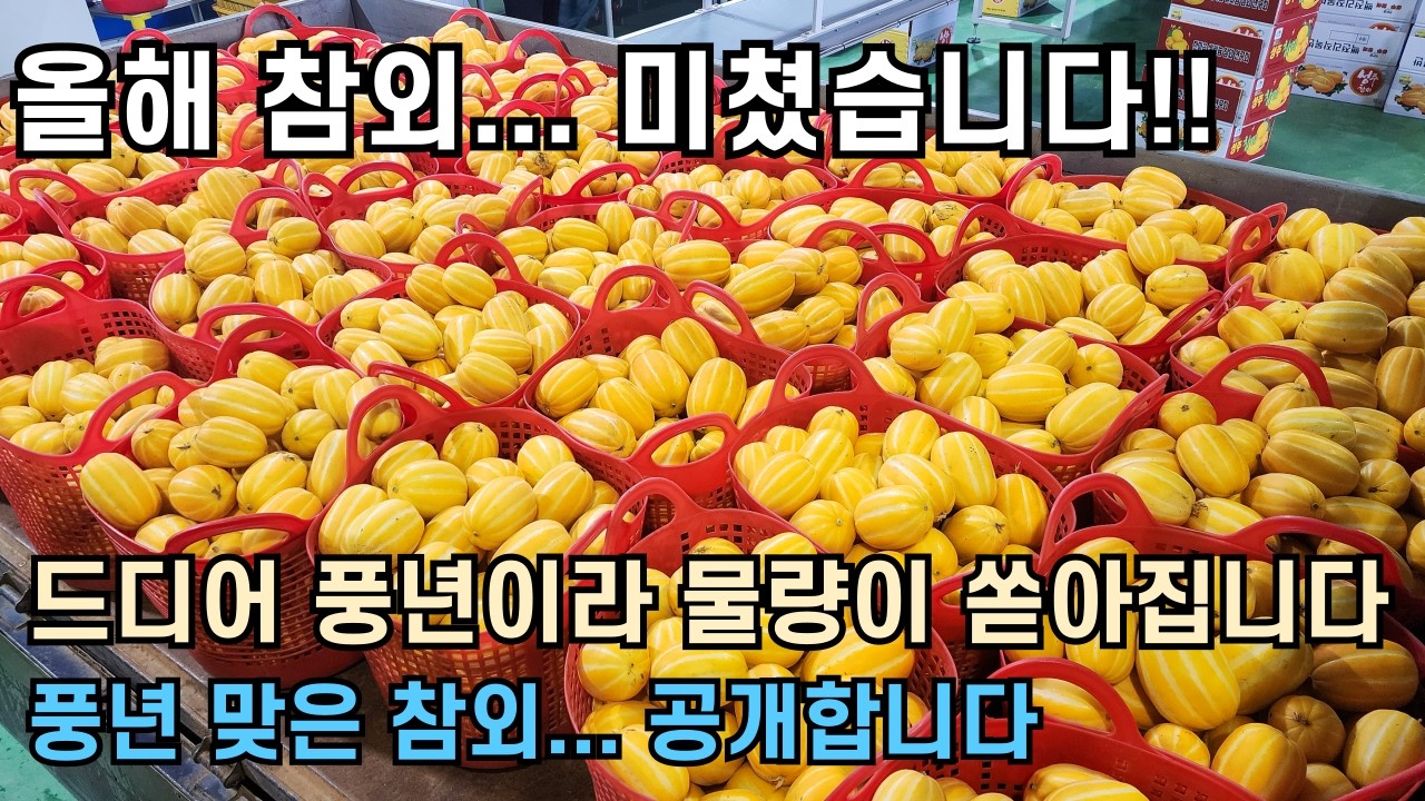 성주 참외 출하 시작… 올해는 진짜 풍년입니다