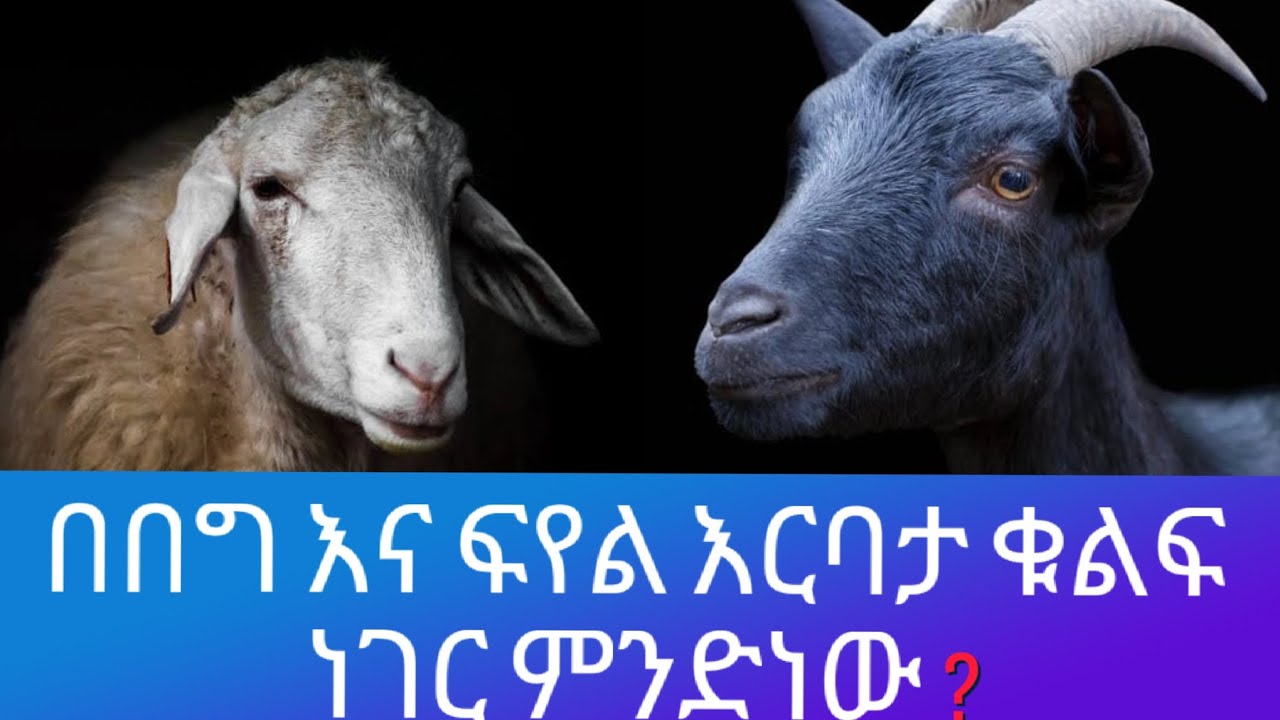 ምን ያዋጣል? |በበግ እና ፍየል እርባታ የበሽታ መንስሄ ምንድነው? |መከላከያውስ?