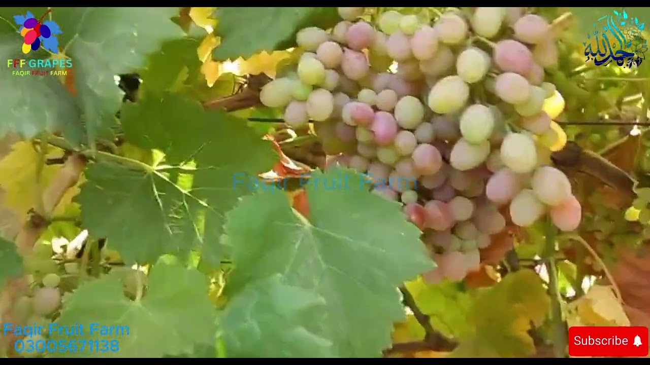 Vitro Black Grapes: Premium Black Grape Variety from Pakistan&rsquo;s Top Grape Farm | Faqir Fruit Farm