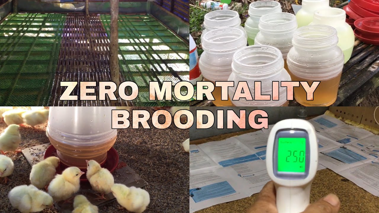 Brooding With Zero Mortality! How? Step by Step Procedure | EM Farming
