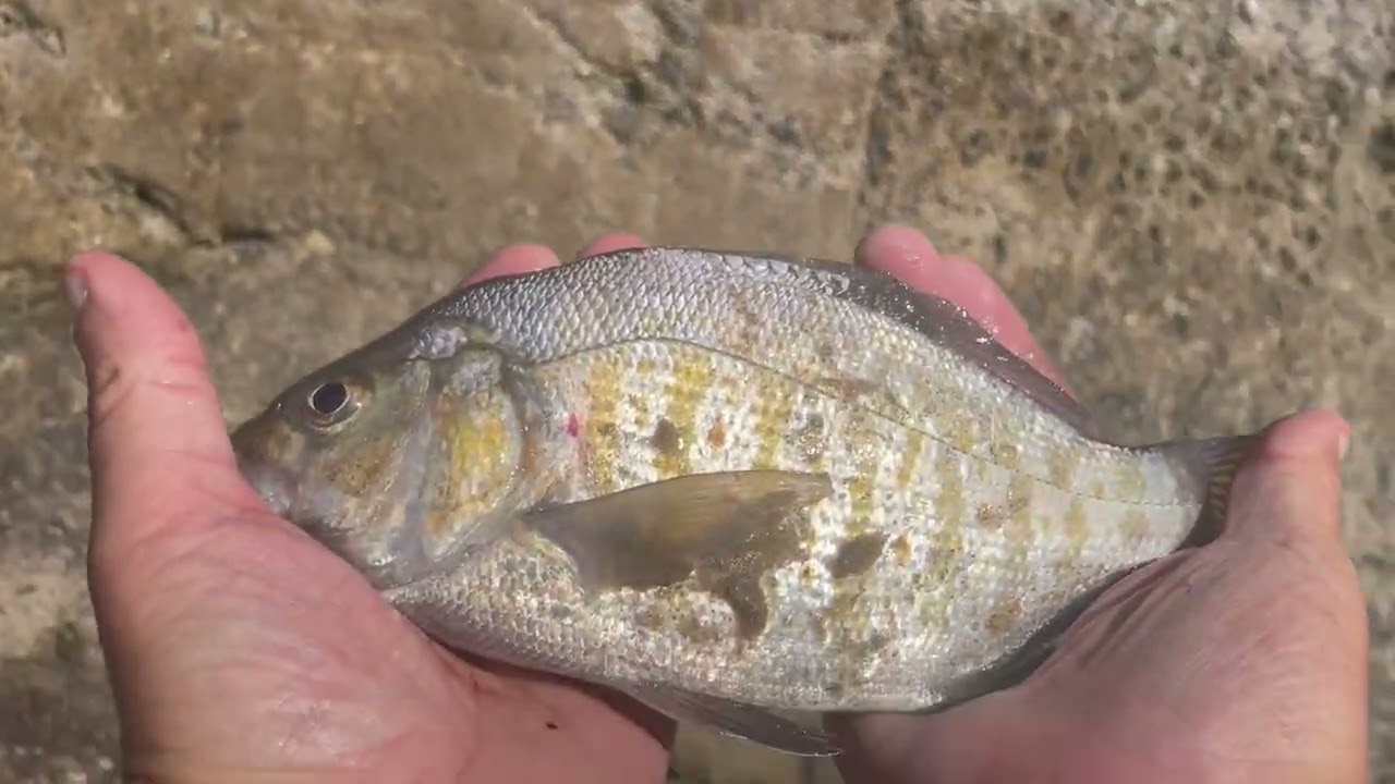 Немного рыбалки на окуня 🎣🎣👍