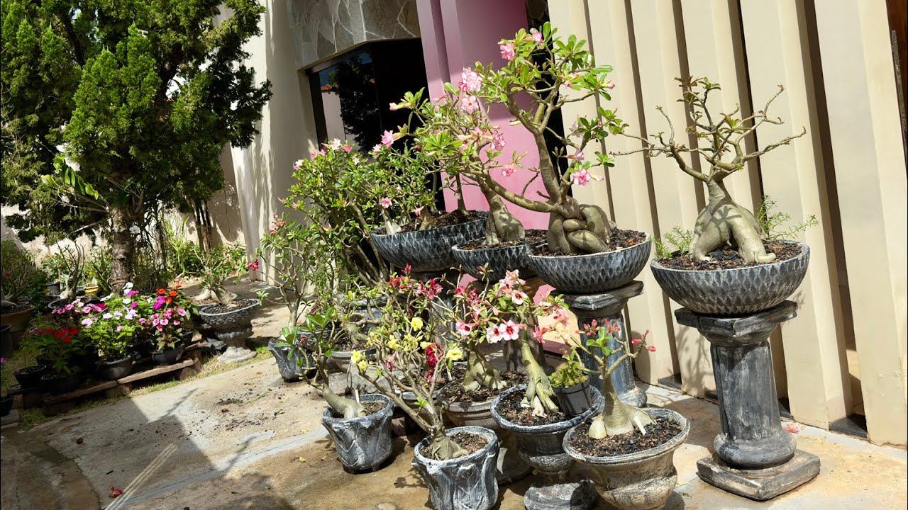 Rosas do Deserto floridas do meu jardim 😍🏡 vídeo longo 😍 #house #viral #terapia #saude #10k