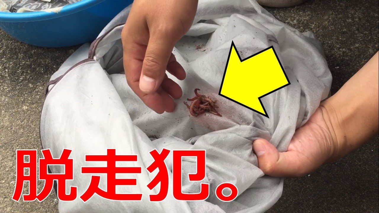 #3 釣り用ミミズの増やし方！～脱走の様子～