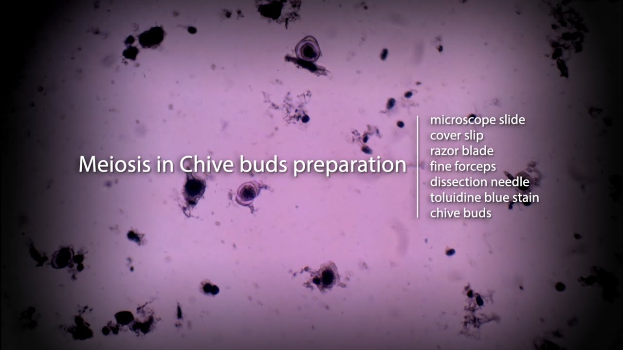 Chive Buds Preparation
