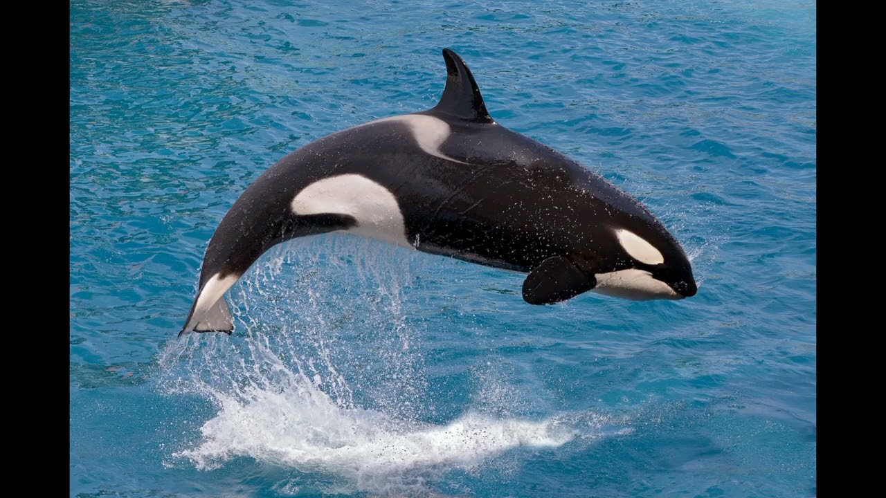Réel Animaux