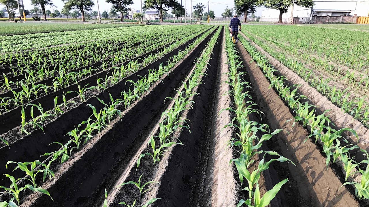 #Agriculture machine Cultivator  #專利開溝犁 The most cost-effective! High soil covering efficiency!