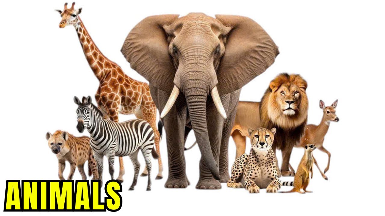 Learn English for Kids | Animals