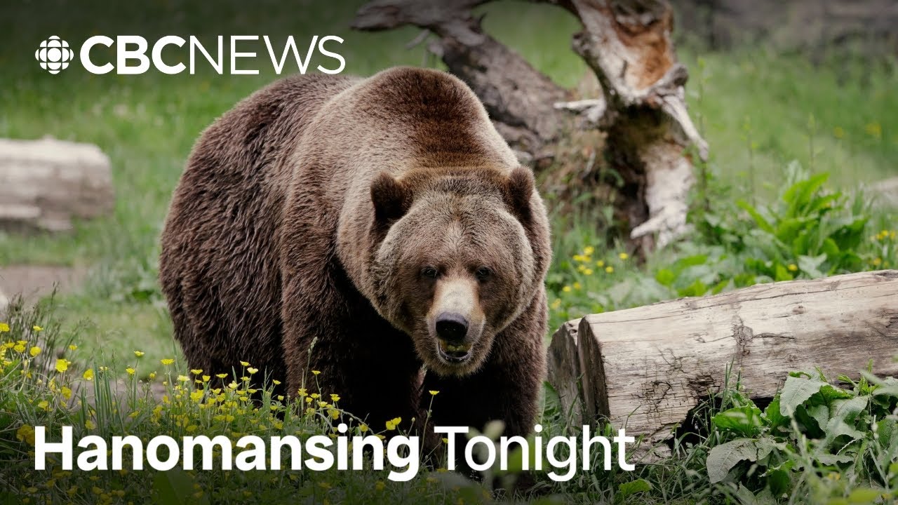B.C. grizzly attack sparks calls to lift hunting ban | Hanomansing Tonight