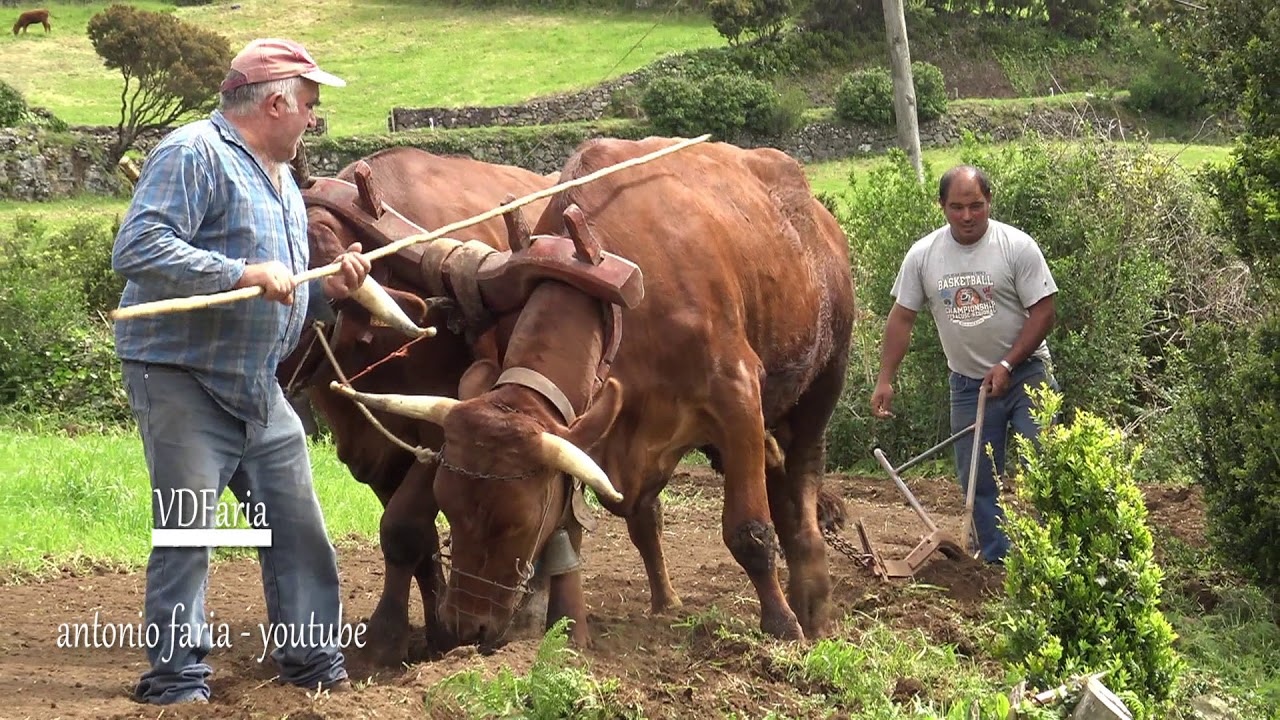 A Vida do Lavrador, Lavrar e Escrepar a Terra em Santo Antão 2019 Ilha São Jorge Açores