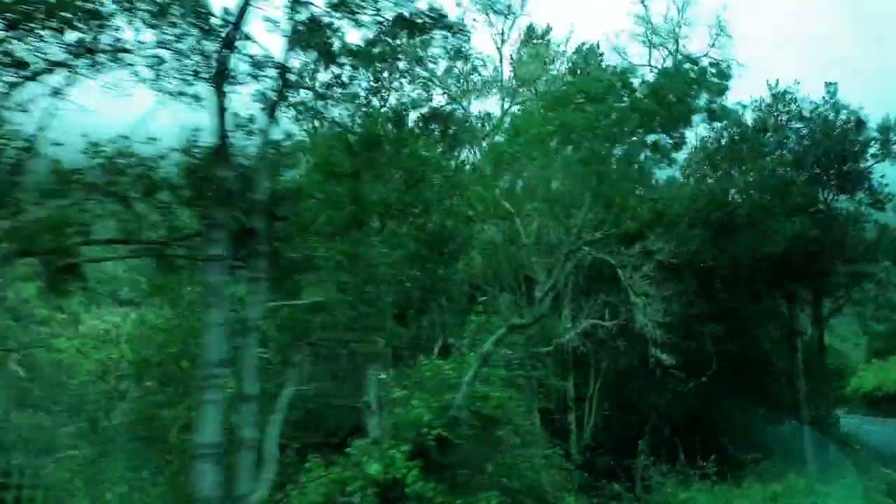 Drive through the Amazing Laurisilva Rainforest on La Gomera