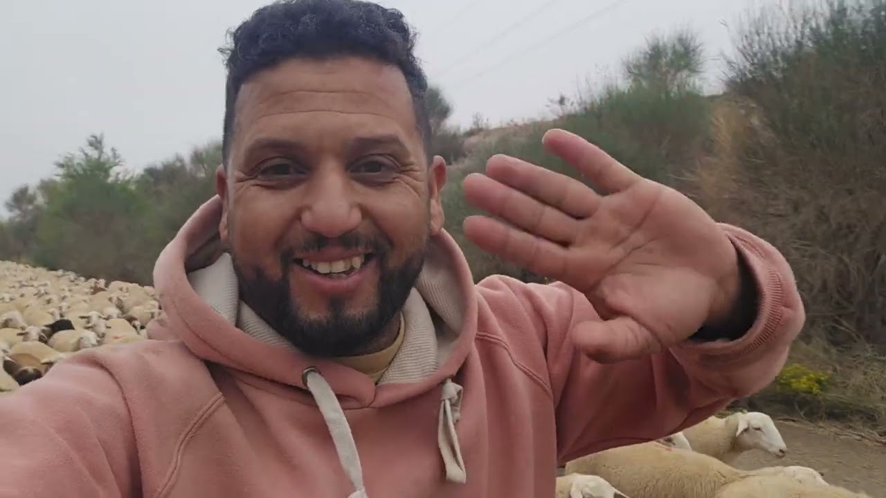 راه مشي ايي واحد يقدر ينجح في مشروع تربية الغنم في أوروبا الأرباح كينا ولكن 