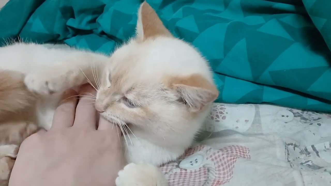 Сегодня Ветрище Целый День был... Я Гладил Своего Феликса ...🐈 и Небольшое Похолодание...