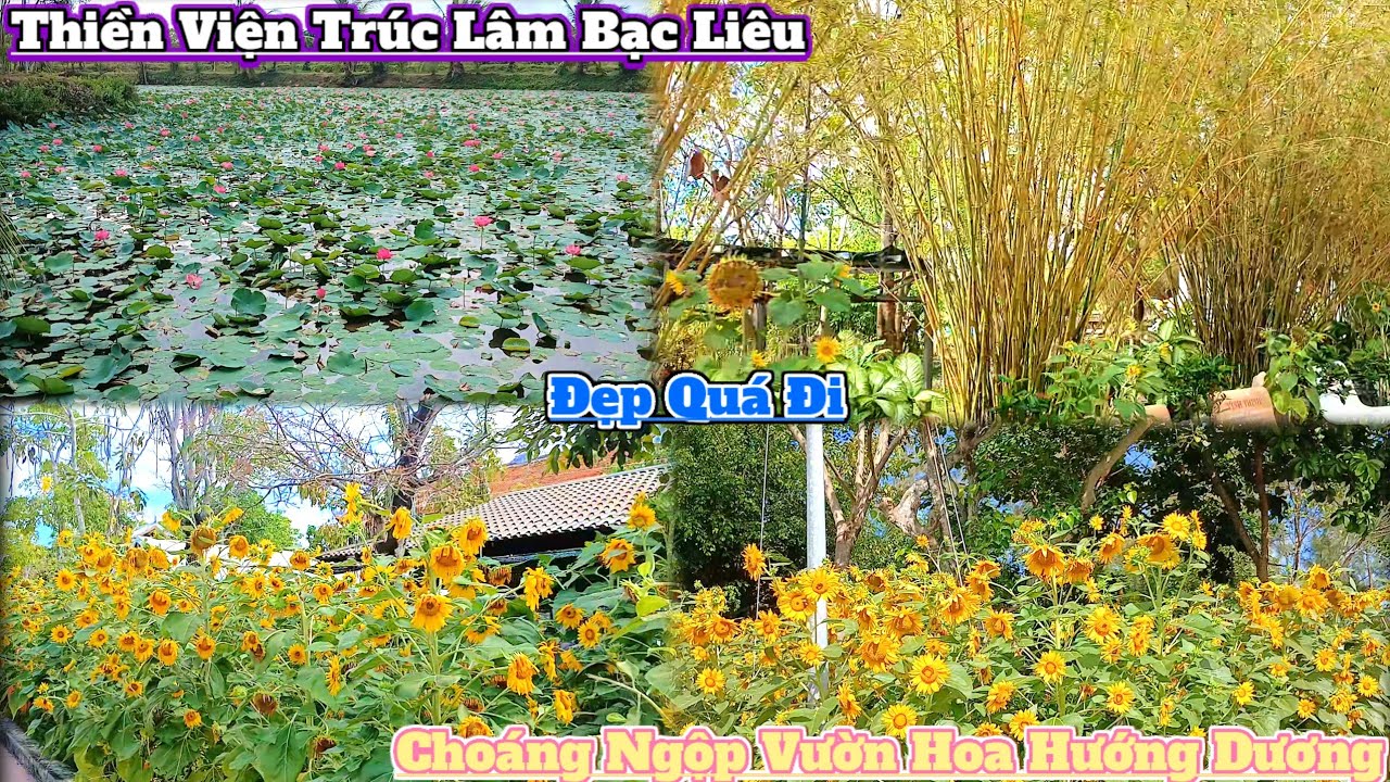 Choáng ngộp với vườn hoa hướng dương tại Thiền Viện Trúc Lâm Bạc Liêu 2026