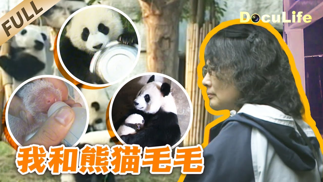 《我和熊猫毛毛》上海女记者隐居四川大熊猫繁衍基地，全程记录国宝繁育与成长的珍贵影像【DocuLife-SMG真实传媒】