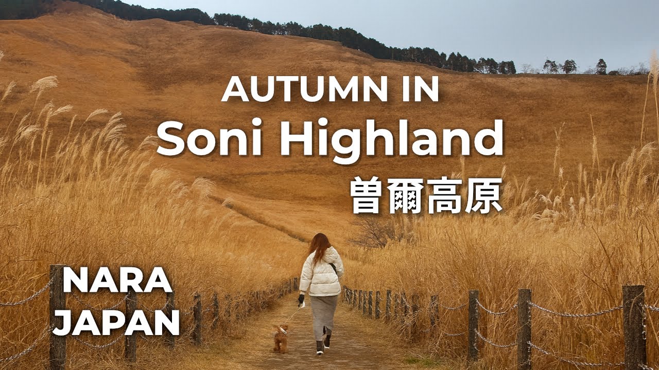 Autumn Walk at Soni Highland | Dog-Friendly Trip Through Nara’s Pampas Grass Fields (Nara, Japan)