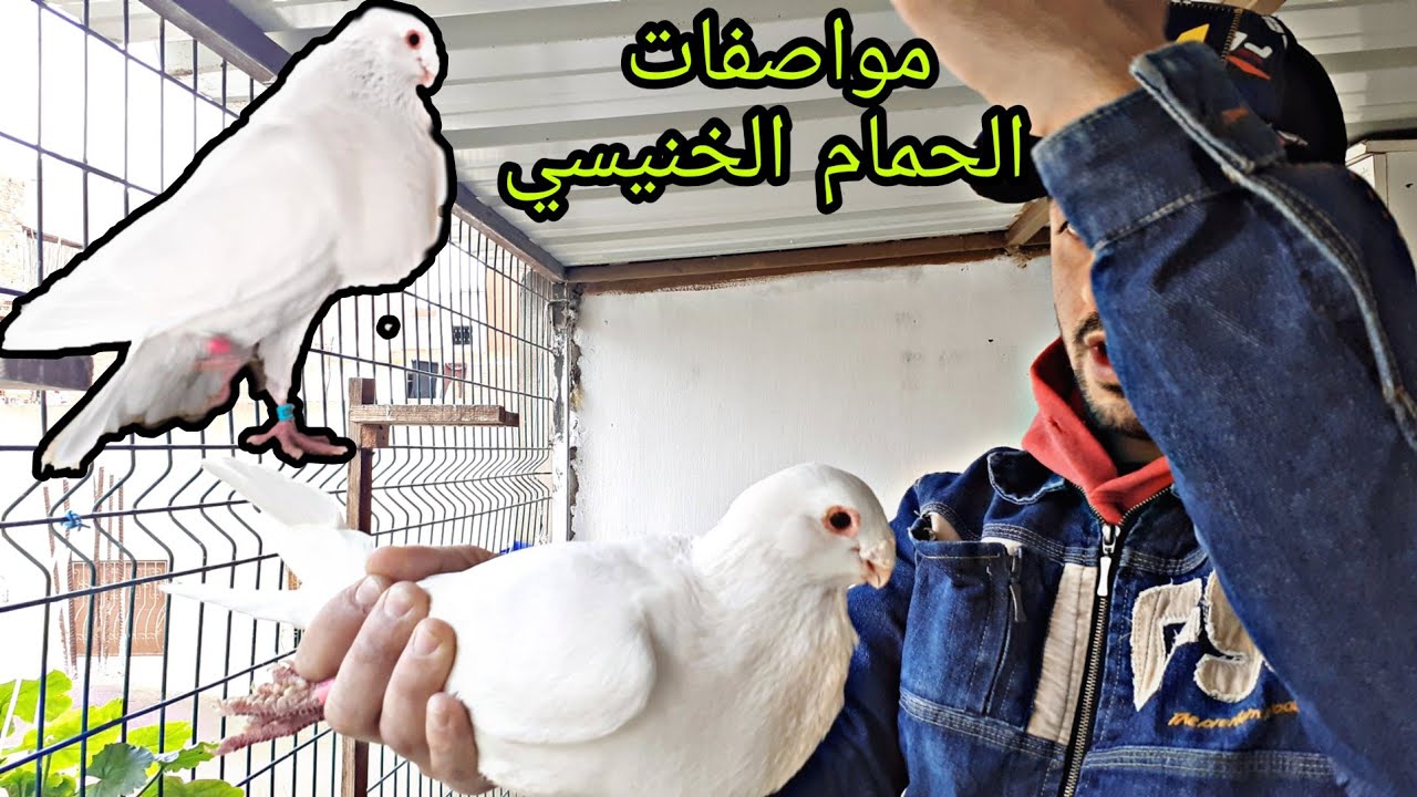 أهم مواصفات الحمام الخنيسي مع عبدالبارئ برشان