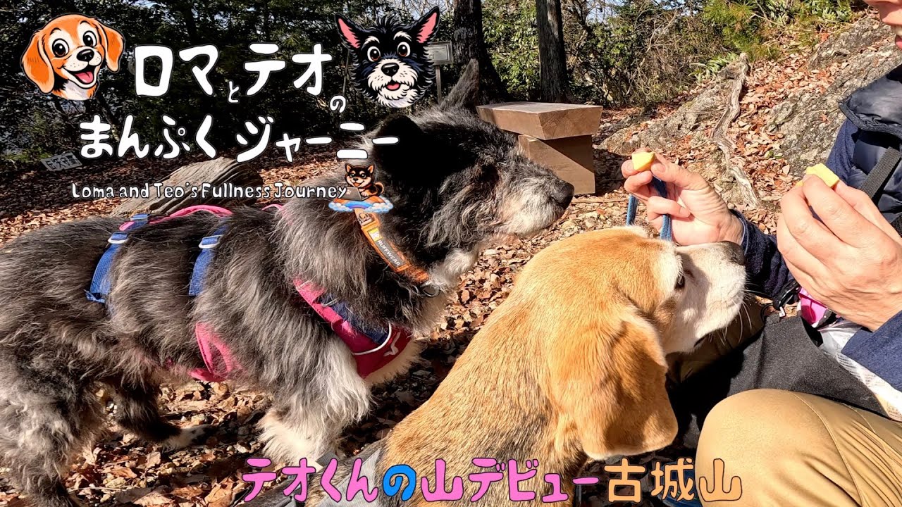 【古城山】テオくん山デビュー・ロマのガイドで登頂なるか！？