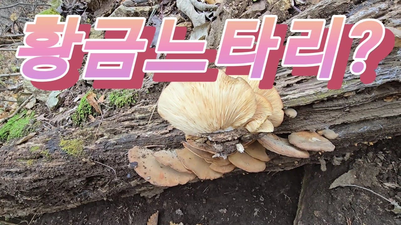 [약초]참부채버섯(황금느타리)/충북 북부 